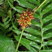 <i>Phrynium pubinerve</i>  Blume